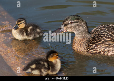 Weibliche Ente mit ihren zwei Entenküken trinken aus Flachwasser Stockfoto