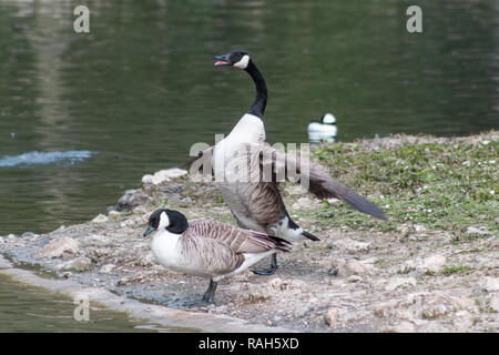 Männliche und weibliche Kanadagans Anzeige dominant und devot Verhalten im Frühling Stockfoto
