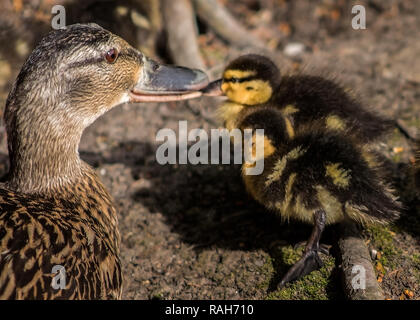 Ihre Nase! Mutter Stockente mit Küken Stockfoto