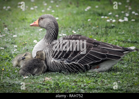 Nach Graugans mit zwei gänschen ruht auf Gras Stockfoto