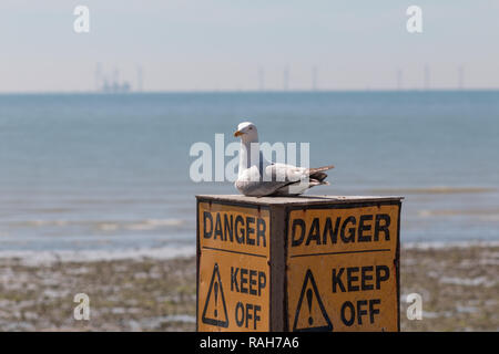 Rapunzeln Windparks an der Küste von Sussex, Großbritannien mit einer Möwe auf einem Warnschild im Vordergrund. Stockfoto