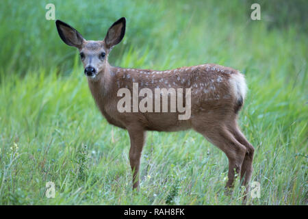 Hirsch fawn (Odocoileus Hemionus) im gras wiese Stockfoto