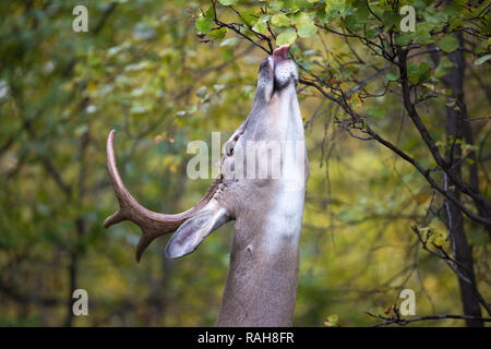 Weißschwanz-Hirschbock (Odocoileus virginianus) Fütterung auf Saskatoon Berry Strauch (Amelanchier alnifolia) in Naturschutzgebiet Stockfoto