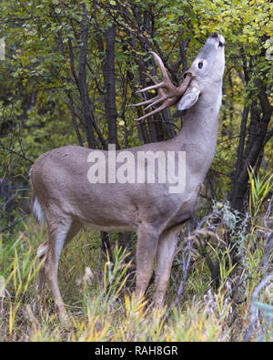Weißwedelhirsche (Odocoileus virginianus), die im Wald auf der Birke des Flusses (Betula occidentalis) spazieren Stockfoto