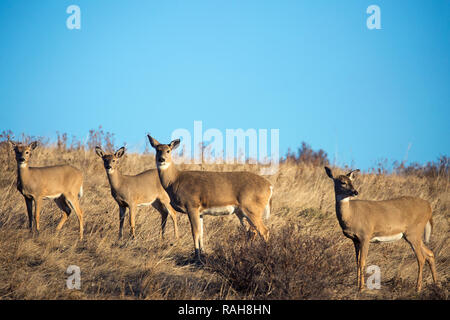 Weißwedelhirschherde (Odocoileus virginianus) in den Prärien, Alberta, Kanada Stockfoto