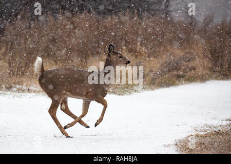 Weißschwanzhirsch Fawn läuft entlang Park Pfad im Schneesturm (Odocoileus virginianus) Stockfoto