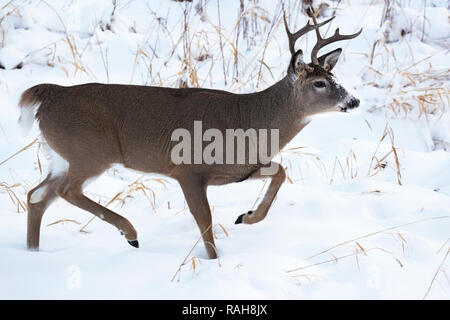 Weißschwanzhirsch (Odocoileus virginianus), der durch frischen Schnee läuft Stockfoto