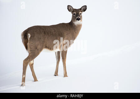 Weißschwanzhirse (Odocoileus virginianus) auf schneebedecktem Feld, Kanada Stockfoto