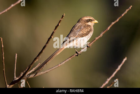 Gelb-billed Shrike (Corvinella Corvina) Stockfoto