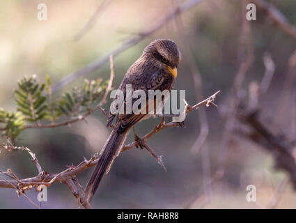 Gelb-billed Shrike (Corvinella Corvina) Stockfoto