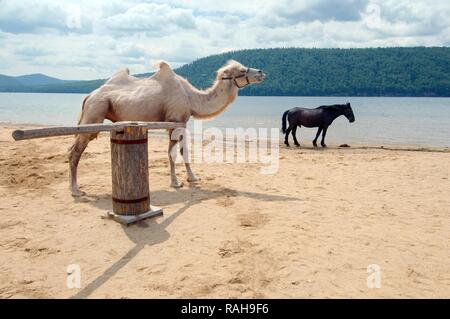 Weiß baktrischen Kamel (Camelus bactrianus) und Pferd am Ufer der Angara, Abwicklung von Talzy, Irkutsk, Baikalsee, Sibirien Stockfoto