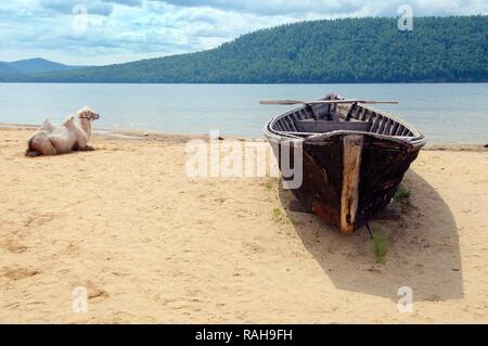 Weiß baktrischen Kamel (Camelus bactrianus) neben dem Boot am Ufer der Angara, Abwicklung von Talzy, Irkutsk, Baikalsee Stockfoto