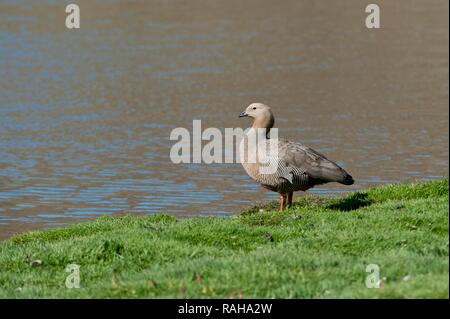 Ashy-headed Goose (Chloephaga poliocephala), New Island, Falkland Inseln, Südamerika Stockfoto