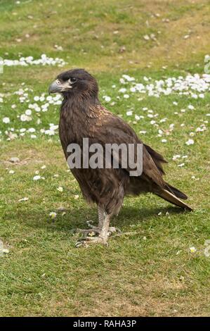 Südlicher Karakara (Phalcoboenus australis), West Point, Falkland Inseln, Südamerika Stockfoto