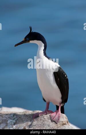 Imperial Shag, ehemals Blauäugigen oder König Kormoran (Phalacrocorax atriceps), New Island, Falkland Inseln, Südamerika Stockfoto