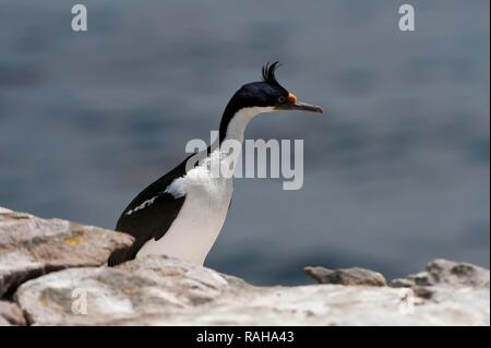 Imperial Shag, ehemals Blauäugigen oder König Kormoran (Phalacrocorax atriceps), New Island, Falkland Inseln, Südamerika Stockfoto