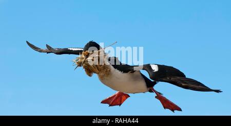 Imperial Shag, ehemals Blauäugigen oder König Kormoran (Phalacrocorax atriceps) fliegen mit Nistmaterial, neue Insel Stockfoto