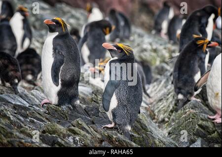 Gruppe von Makkaroni Pinguine (Eudyptes chrysolophus), Cooper Bay, South Georgia Stockfoto