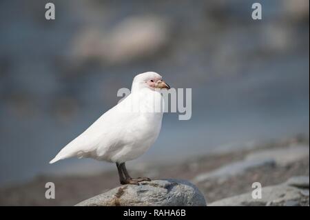 Verschneiten Scheidenschnabel (Chionis Albus), St. Andrews Bay, Süd-Georgien Stockfoto