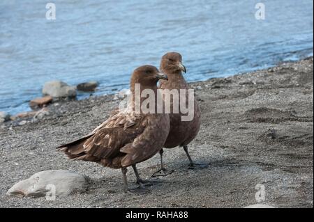 Braune skuas (Eulen antarcticus), St Andrews Bay, South Georgia Island Stockfoto