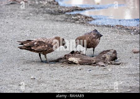 Braune Skuas (Eulen antarcticus) Fütterung auf ein Aas, St Andrews Bay, South Georgia Island Stockfoto