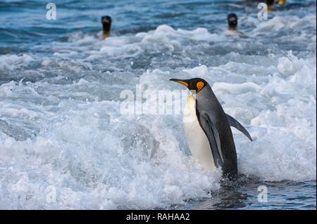 Königspinguin (Aptenodytes patagonicus) Eingabe in das Wasser, St. Andrews Bay, South Georgia Island Stockfoto