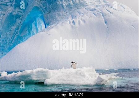 Adelie penguin (Pygoscelis adeliae) stehend auf einem Eisberg, Antarktis, Sound, Antarktische Halbinsel Stockfoto