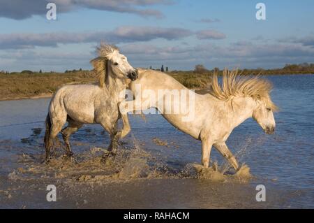 Camargue Pferde, Hengste im Wasser kämpfen, Bouches du Rhône, Frankreich, Europa Stockfoto