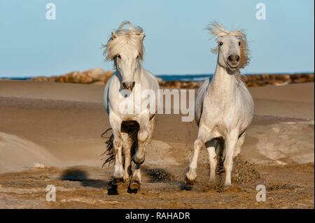 Camargue Pferde laufen am Strand, Bouches du Rhône, Frankreich, Europa Stockfoto