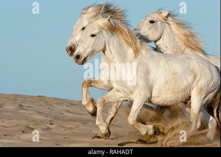 Camargue Pferde laufen am Strand, Bouches du Rhône, Frankreich, Europa Stockfoto