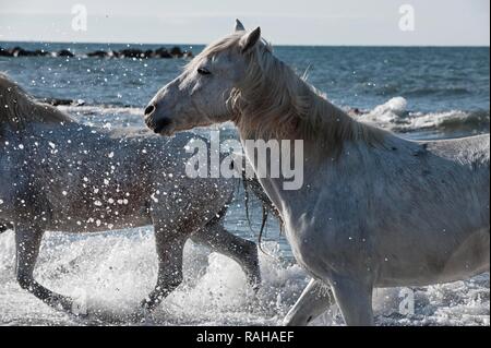 Camargue Pferde im Wasser laufen, Bouches du Rhône, Frankreich, Europa Stockfoto