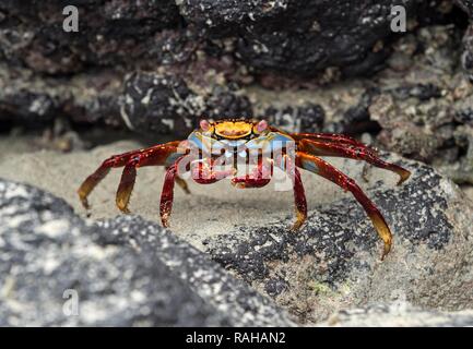 Red Rock Crab (Grapsus grapsus) auf Rock, Isabela Island, Galapagos, Ecuador Stockfoto