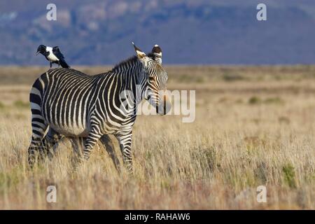 Cape Mountain Zebra (Equus zebra Zebra), erwachsene Frau, reibt gegen eine termite Damm, a pied Crow (Corvus albus) auf seinem Rücken Stockfoto