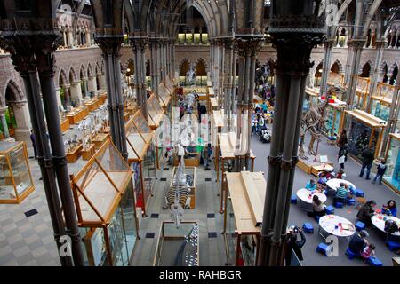 Oxford University Museum of Natural History, Universität Oxford, Oxford, Oxfordshire, England, Vereinigtes Königreich, Europa Stockfoto