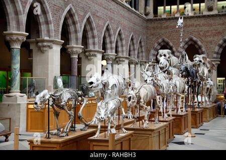 Oxford University Museum of Natural History, Universität Oxford, Oxford, Oxfordshire, England, Vereinigtes Königreich, Europa Stockfoto