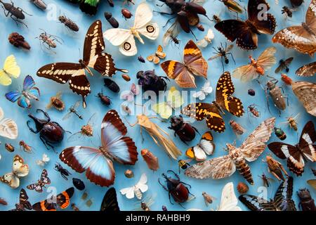 Sammlung von Insekten, Motten, Schmetterlinge und Käfer aus der ganzen Welt, Oxford University Museum of Natural History Stockfoto