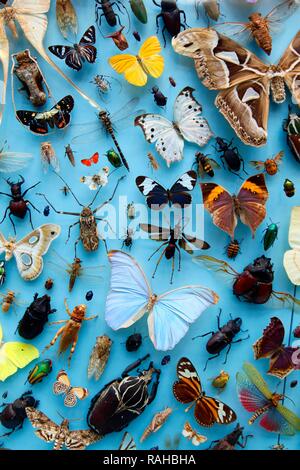 Sammlung von Insekten, Motten, Schmetterlinge und Käfer aus der ganzen Welt, Oxford University Museum of Natural History Stockfoto