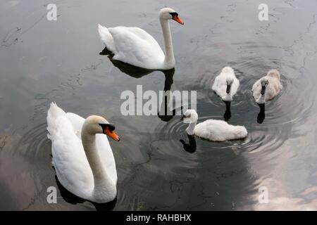 Höckerschwäne (Cygnus olor), erwachsene Schwäne mit drei Jungen cygnets, Ruhr in Bochum, Ruhrgebiet, Nordrhein-Westfalen Stockfoto