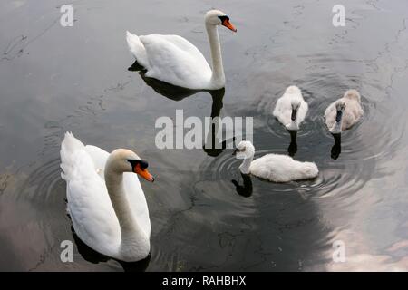 Mute swans (Cygnus olor), adult swans with three young cygnets, Ruhr river at Bochum, Ruhr Area, North Rhine-Westphalia Stockfoto