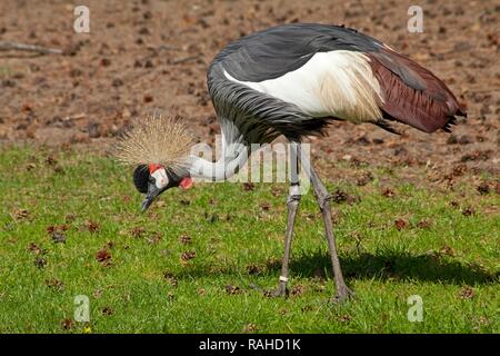 Grau gekrönt Kran (Balearica regulorum gibbericeps), Serengeti Park Hodenhagen, Niedersachsen Stockfoto
