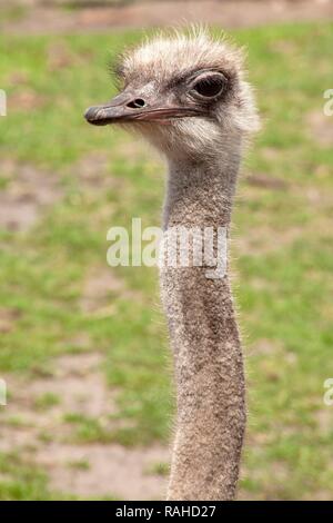 Gemeinsame Strauß (Struthio camelus), Porträt, Serengeti Park Hodenhagen, Niedersachsen Stockfoto