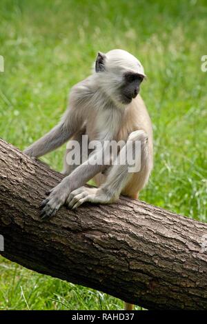 Junge Northern Plains grau langur oder Hanuman Langur (Semnopithecus Entellus), Serengeti Park Hodenhagen, Niedersachsen Stockfoto