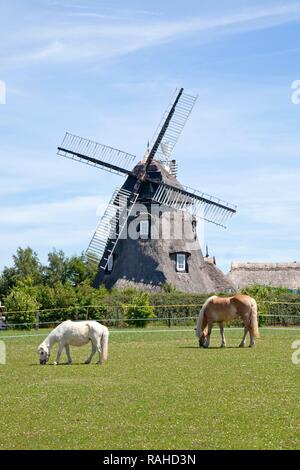 Pferd mit Fohlen grasen vor einer Windmühle, Dorf Mecklenburg, Dorf, Mecklenburg-Vorpommern Stockfoto