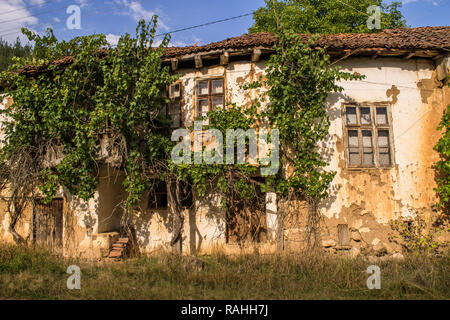 Altes Haus, Weinstock abgedeckt Stockfoto