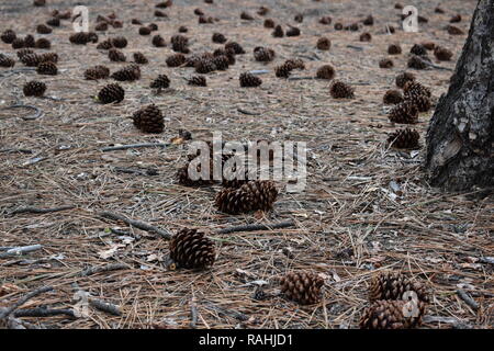 Pinecone Wald Stockfoto