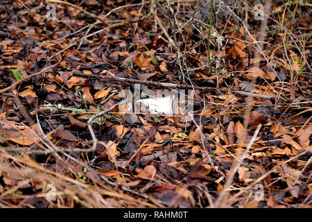 Leere Bierdose auf dem Boden inmitten der Blätter in der Natur geworfen; Aluminium Umweltverschmutzung, Abfall in der Natur. Stockfoto