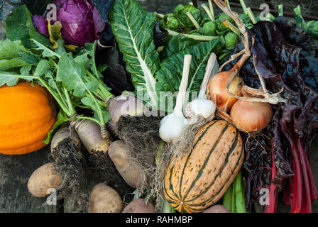 Aus einer Zuteilung im späten Herbst und frühen Winter produzieren, mit Mangold, Kohl, Kürbis, Wurzelgemüse, Zwiebeln, Knoblauch. Stockfoto