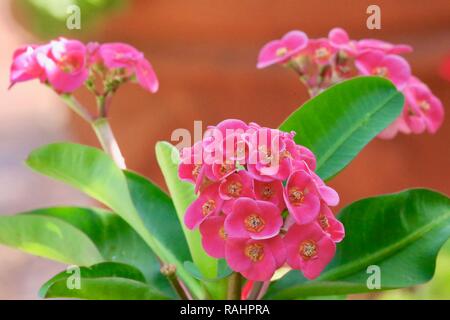 Euphorbia Hybrid (Lippenstift) Stockfoto