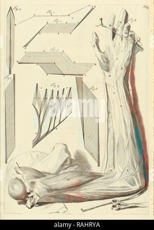 Platte 64 Godefridi Bidloo, medicinae doctoris und Chirurgi, Anatomia Humani Corporis: Centum und Quinque tabulis Neuerfundene Stockfoto