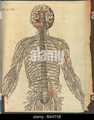 Folio 110, Nummer 2, De homine, Descartes, Rene, 1596-1650, Holzschnitt, 1662. Neuerfundene durch Gibon. Klassische Kunst mit einem Neuerfundene Stockfoto